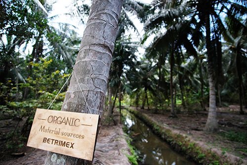 Vùng nguyên liệu dừa Organic của Betrimex